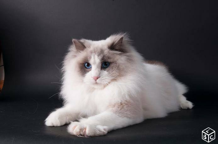 ragdoll